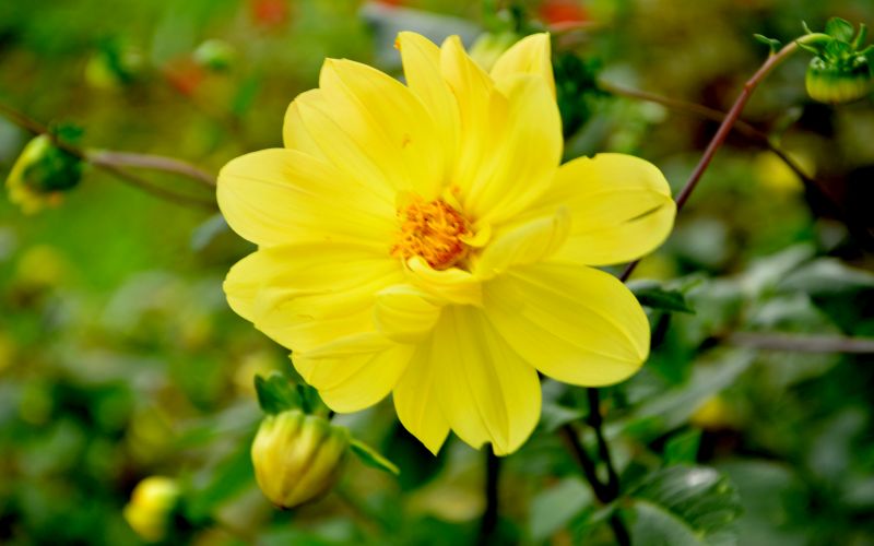 Flower 1