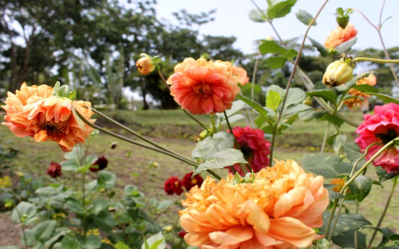 Flower 2