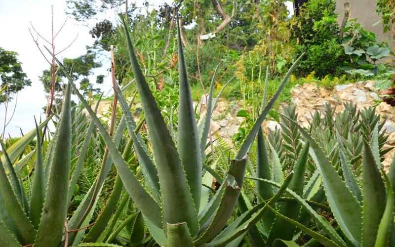 Succulent Plants- Aloevera