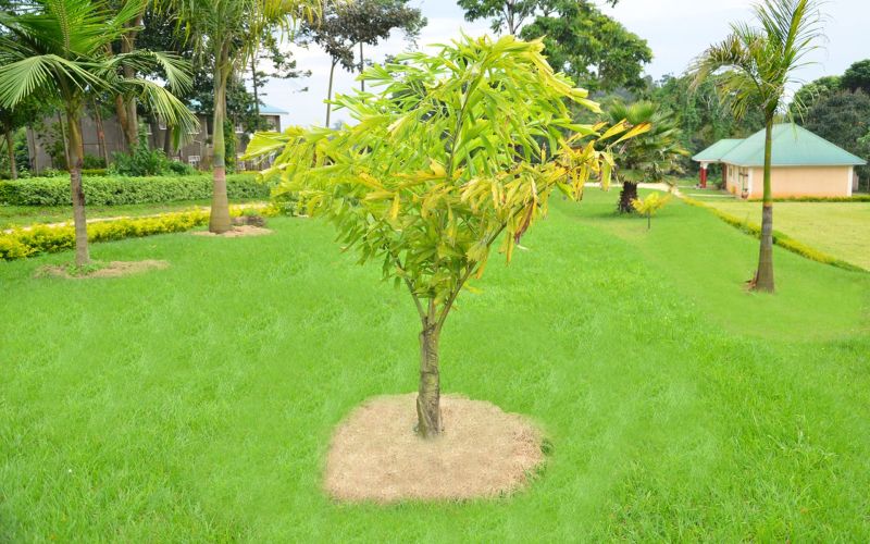 palm and cycads at Tooro Botanical Grdens
