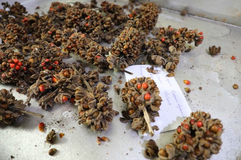 seeds of Bersama abyssinica at tbg seed bank
