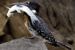 Giant-Kingfisher-in-Uganda