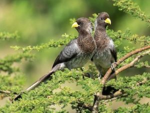 eastern grey plantain eater