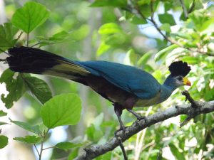 great blue turaco 1