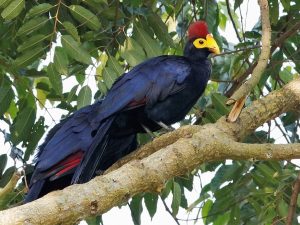 rosss turaco 1